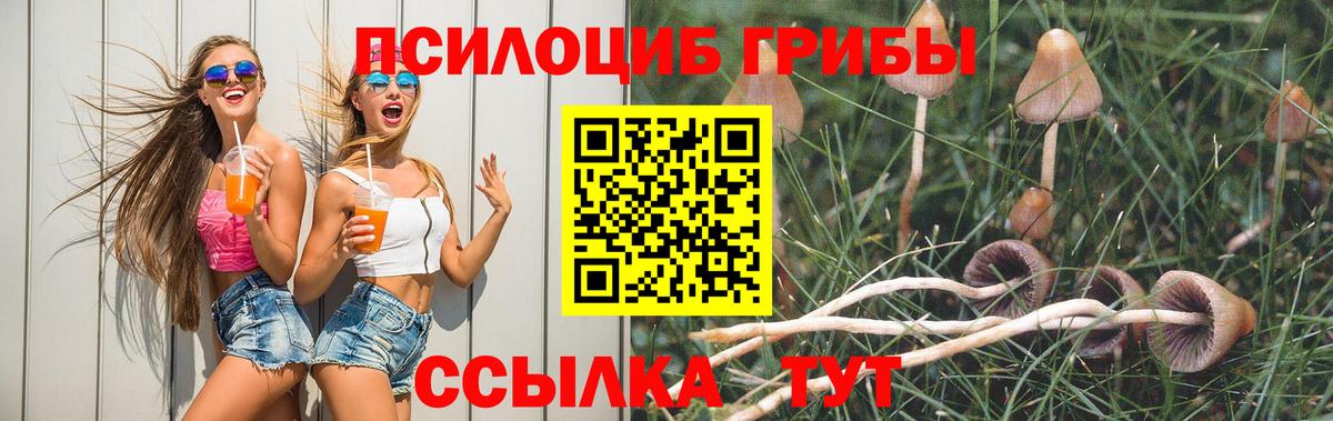 Галлюциногенные грибы Psilocybe Благовещенск